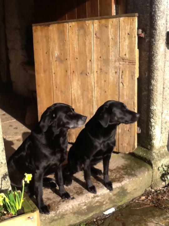 Corndonford Farm Bed and Breakfast Newton Abbot Εξωτερικό φωτογραφία